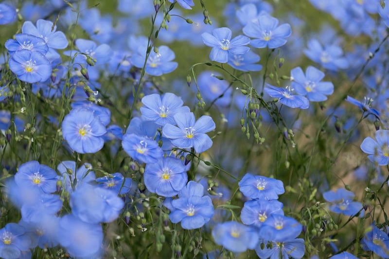 Magical Blossoms