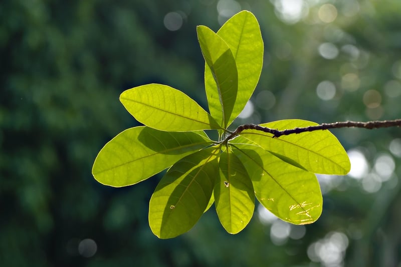 Spellbinding Plants